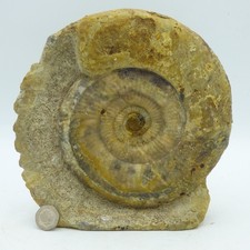Large Jurassic Coast Fossil