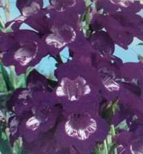 Pack x6 Special Pensham