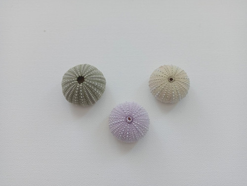 Colorful sea urchins for air - urchins,