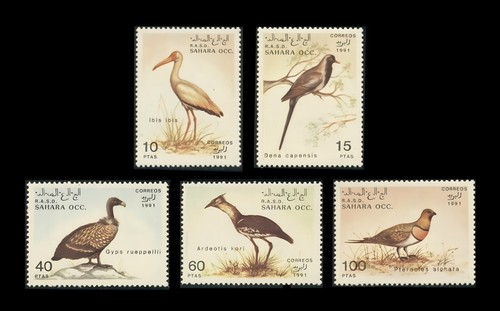 Sahara 1991 birds ibis - sahara,