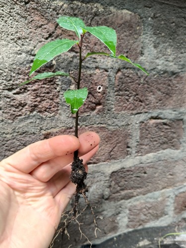 Bay tree seedlings plants - bay,