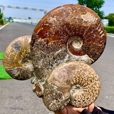 9.94LB Rare! Natural Tentacle Ammonite FossilSpecimen Shell Healing Madagascar