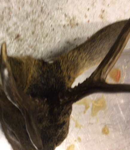 Antlers fresh 5pt 26 - fresh, 27/5/26