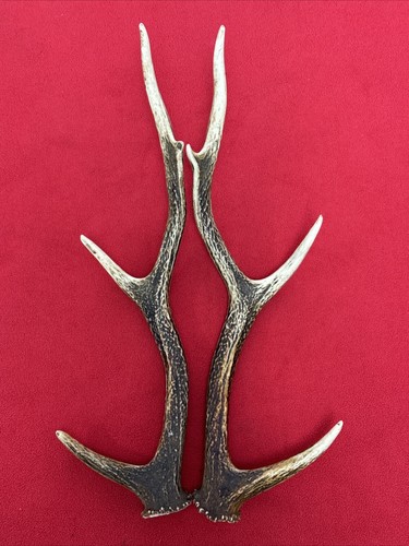 Pair sika deer antlers - sika,