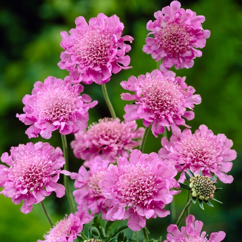 Scabiosa pink mist deciduous - mist, |
