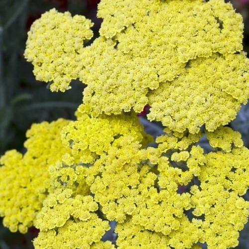 Achillea millefolium little - achillea,