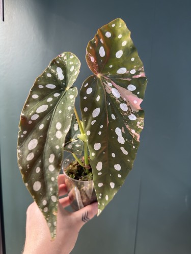 Begonia pink maculata - begonia,