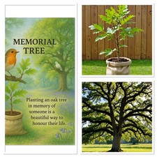 Memorial English Oak Tree