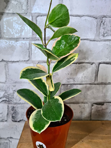 Hoya carnosa aka - krimson, queen
