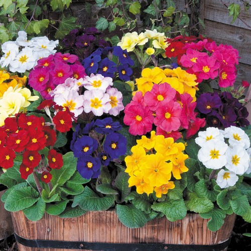 Giant polyanthus seeds - giant,