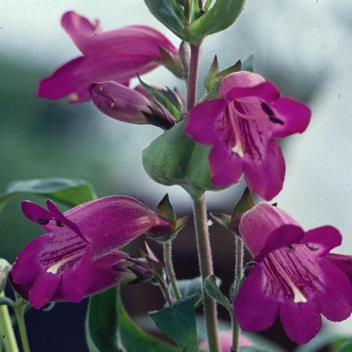 Penstemon burgundy perennial - burgundy,
