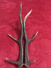 PAIR OF RED DEER ANTLERS 370g
