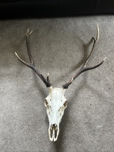 Scottish highland red - red, deer
