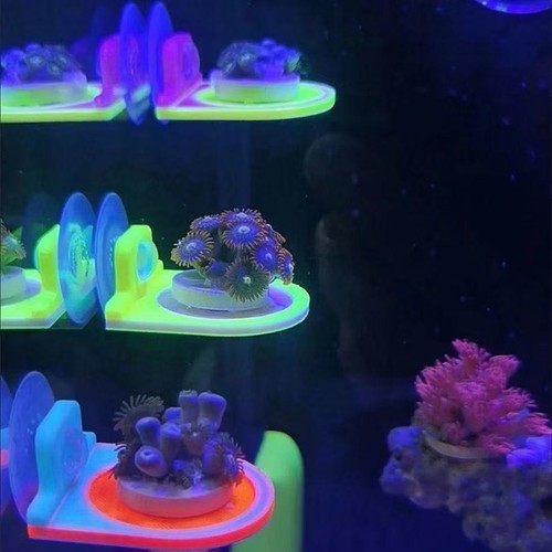 5pcs fluorescence frag coral - 5pcs,