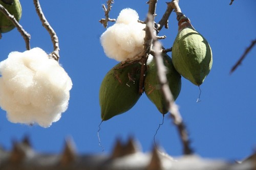 Kapok tree cotton - tree,