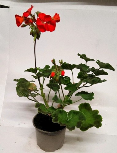 Red geranium - red,