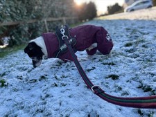 Hurtta Extreme Overall dog