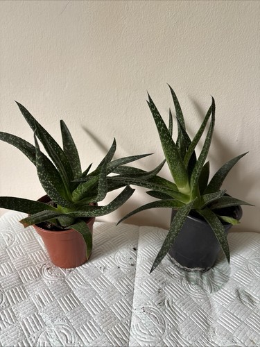 Indoor succulent plant - ,