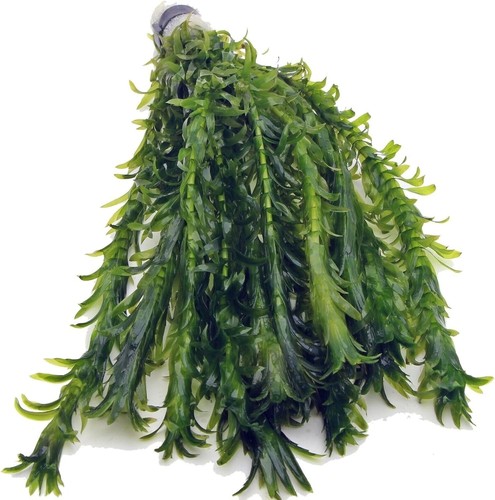 Elodea densa xl - elodea,