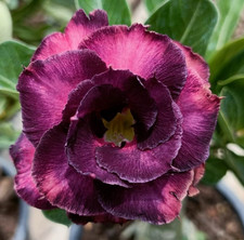 Adenium obesum - Desert Rose - Taiwan Purple - Freshly Arrived from Thailand