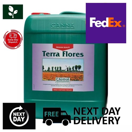 Canna terra flores - canna,