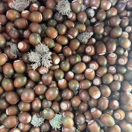 Pounds sawtooth oak acorns - sawtooth,