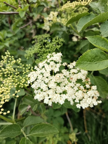 Bare root sambucus plants - x,