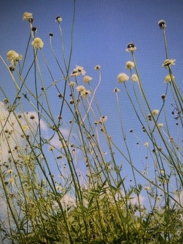 Giant scabious cephalaria - giant,