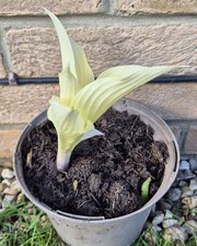 Hosta "White Feather" Hardy