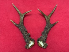 PAIR OF FANCY ROE DEER ANTLERS