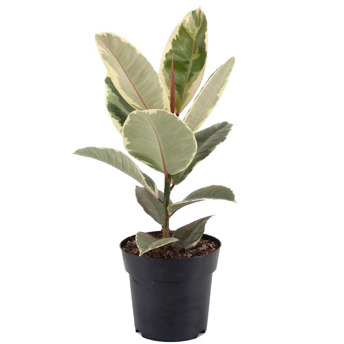 Ficus tineke indoor - ficus,