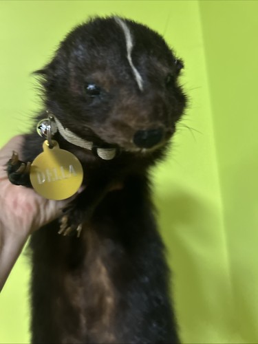 Soft mount skunk taxidermy - soft,