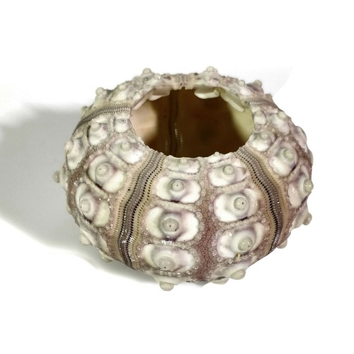 Sea urchin sputnik 5 cm - ,