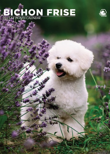 Bichon frise 2027 a3 - bichon, |