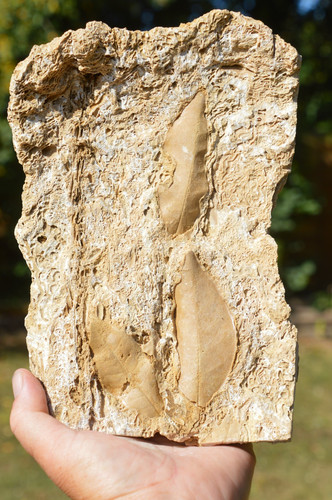 Large rare fossil - , large,