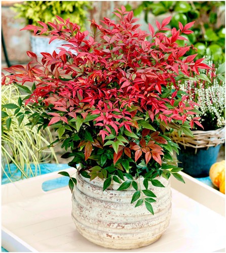Nandina domestica obsessed - nandina, 'obsessed'