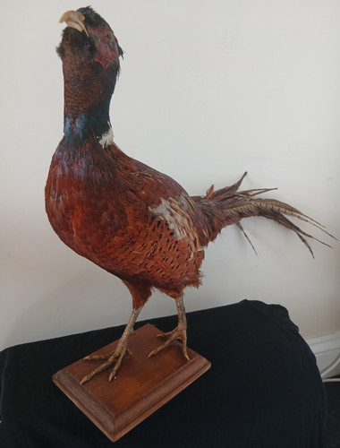 Vintage taxidermy pheasant - taxidermy,