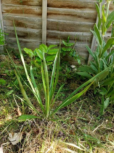 Yucca rostrata 35cm - 35cm, up