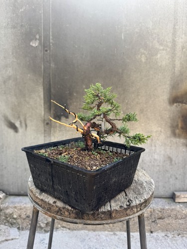 Imported japanese sargentii - imported,