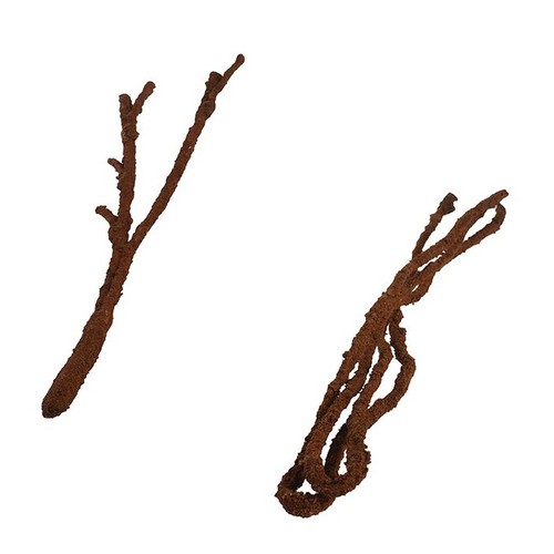Komodo reptile tropical vine - tropical,