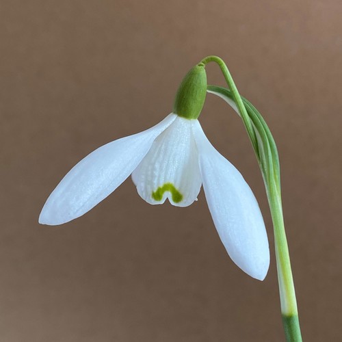 Galanthus sir herbert maxwell - sir,