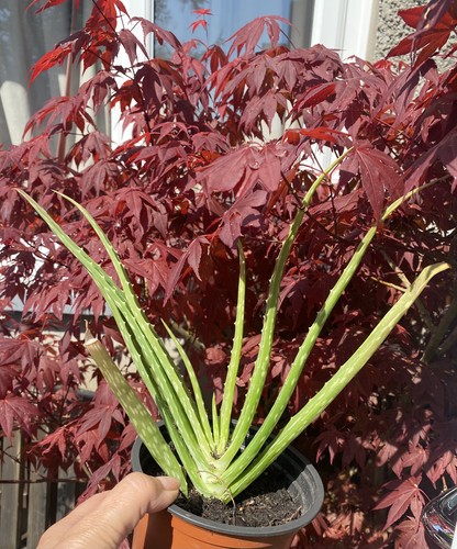 Aloe vera plant easy care - aloe,