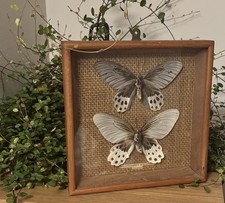 Vintage Butterfly Taxidermy