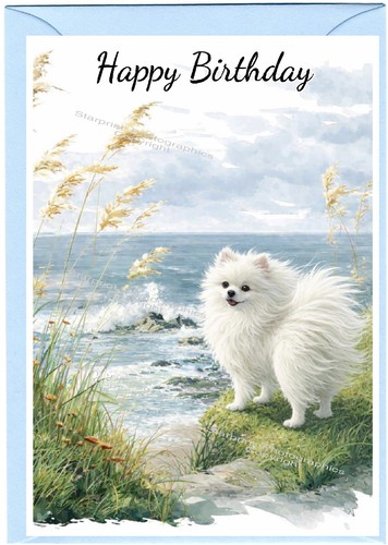 Pomeranian white dog - dog, birthday