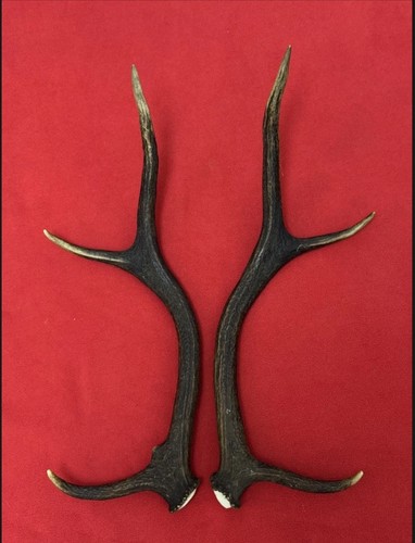 Pair red deer antlers 517g - pair,