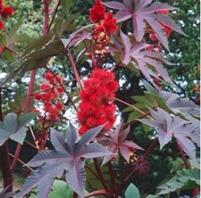 Exotic gardens Castor oil