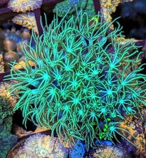 Green Star Polyp GSP soft coral frag beginner live Marine Frags corals 