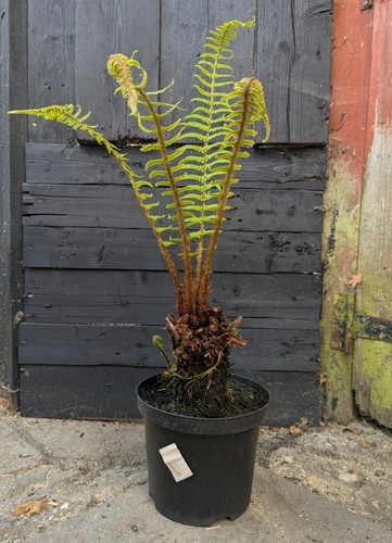 Dryopteris male fern potted - dryopteris,
