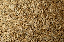 Grass Lawn Seed - Johnsons