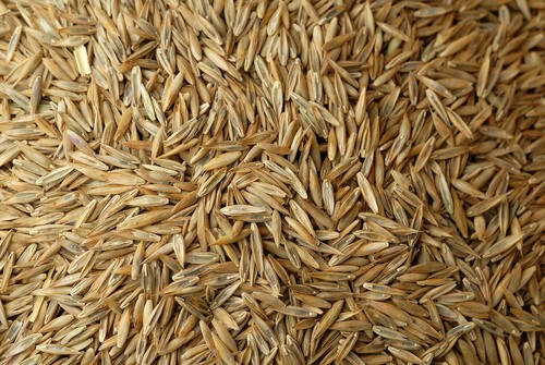 Grass lawn seed johnsons - -,